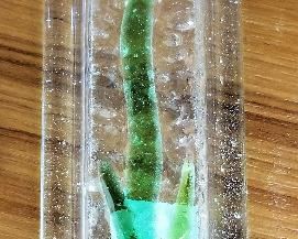 Glass wall vases for sale