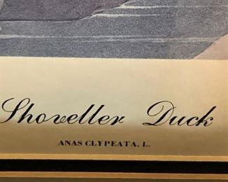 "Shoveller Duck"