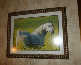 Horse photo