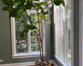 Lot 9089 $250.00.  Ginormous Fiddle Leaf Fig Tree, many years old and healthy as an ox.  This has to be about ten to 12 feet, so would be at home in a two-story foyer, or family room, etc.  Such a beautiful statement piece for the person who loves plants and trees.  Likes Sun.