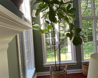 Lot 9089 $250.00.  Ginormous Fiddle Leaf Fig Tree, many years old and healthy as an ox.  This has to be about ten to 12 feet, so would be at home in a two story foyer, or family room, etc.  Such a beautiful statement piece for the person who loves plants and trees.  Likes Indirect Sun.