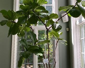 Lot 9089 $250.00.  Ginormous Fiddle Leaf Fig Tree, many years old and healthy as an ox.  This has to be about ten to 12 feet, so would be at home in a two story foyer, or family room, etc.  Such a beautiful statement piece for the person who loves plants and trees.  Likes Indirect Sun.