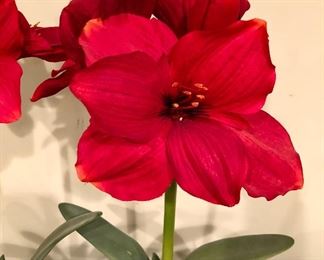 Lot 9120.  $30.00 Two Pottery Barn Amaryllis plants in pots.  So realistic you'll be tempted to water them!!	27" T x 5" diam pot