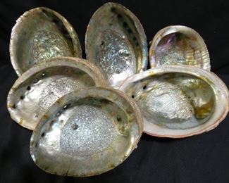 Conch & Abalone Shells,Sea Glass & More