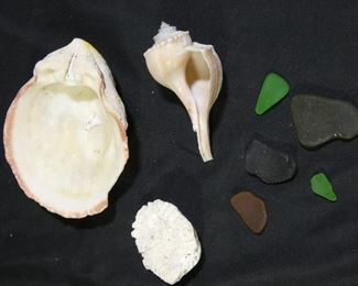 Conch & Abalone Shells,Sea Glass & More