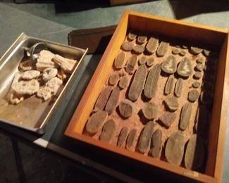 Lots of fossils and rocks