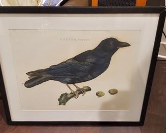 art birds Corvis, Corone