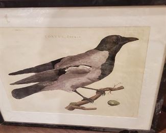 Art birds Corvis, Cornix