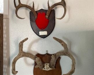 skull mounts, one in full velvet
