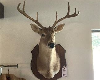 buck shoulder mount