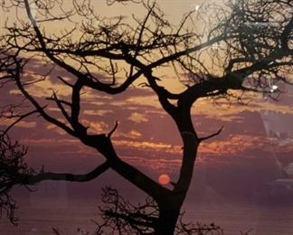 DAVID MARTIN Signed Torrey Pine Sunset Photograph
