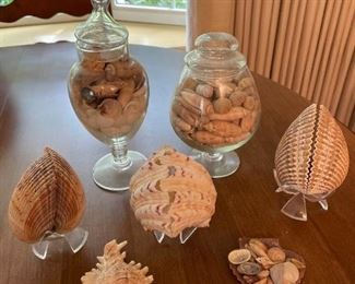 Sea Shell Lot 10