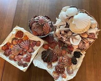 Sea Shells Lot 3