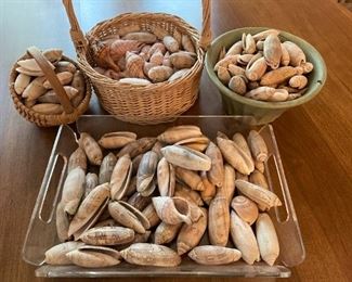 Sea Shells Lot 5