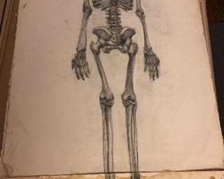 Skeletal Drawing