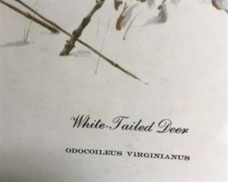 #150	White Tailed deer print by Richard Timm	 $75.00 	
