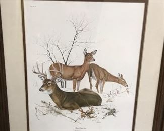 #150	White Tailed deer print by Richard Timm	 $75.00 	
