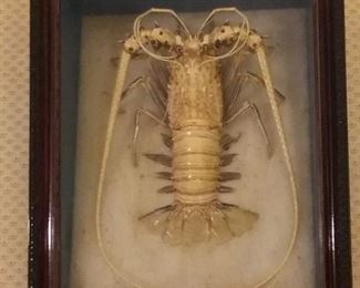 Awesome Framed Taxidermy Lobster