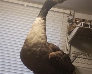 Very well behaved Goose