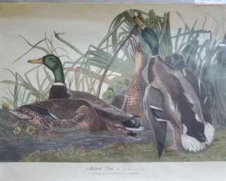 J.J. Audubon prints (4)