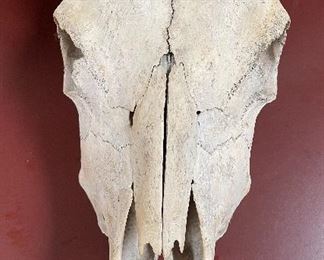 Cattle skull