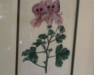 Hand colored 19th century botanical prints