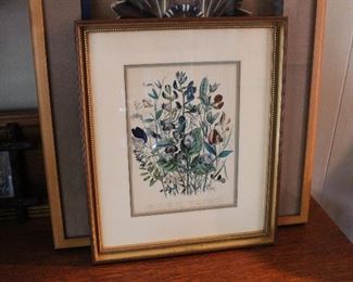 Lovely framed botanical print
