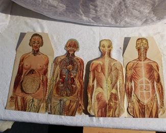 Rare 1930's ephemera, male and female folding paper anatomy booklets