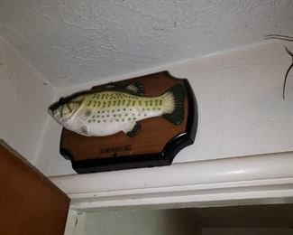 These are those odd moving fish