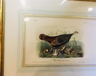 Authentic Audubon  "Wild Turkey" female.  This is from the original Bowen Edition of  Royal Octavo Birds