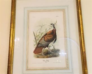 Authentic Audubon "Wild Turkey" Male from the  original Bowen Edition of Royal Octavo of Birds