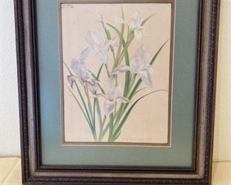 Antique Botanical Print with COA in Frame