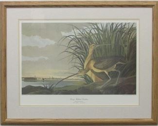 9001 - Long Billed Curlew by John J Audubon 33 x 26

