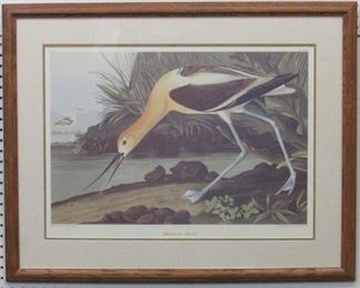 9002 - American Avocet by John J Audubon 33 x 26
