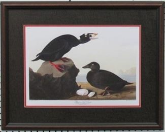 9005 - Black Surf Duck by John J Audubon 26 x 21
