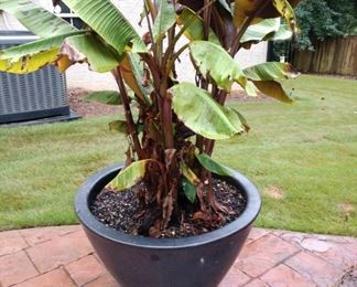 Large Planter with Banana Trees