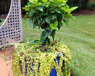 Large Cobalt Planter with Hibiscus and creeping Jenny. Four available!