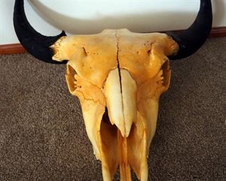 Authentic Preserved Buffalo Skull, 19" x 23"