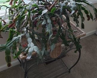 Christmas Catcus - Live Plants. Rattan/Wrought Iron Table