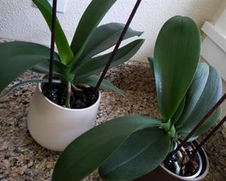 Yes, orchids waiting for your tender loving care.