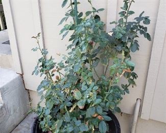 Three Set of Roses in Large Pots