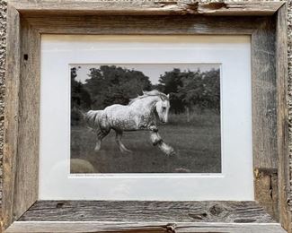 Kip Holm "Ghost Bastrop County Texas" Horse Photograph In Bard Wood Frame 