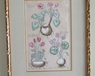 Antique botanical copperplate engraving with publisher's original hand coloring.  Artist: Johann de Bry from 1640.