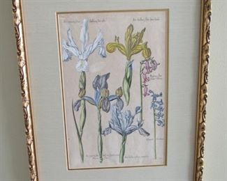 Antique botanical copperplate engraving with publisher's original hand coloring.  Artist: Johann de Bry from 1612.