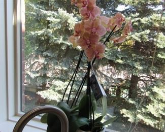 Gorgeous, living Orchid