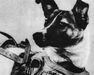 press photo from web of Laika, one of the first pups in space. 