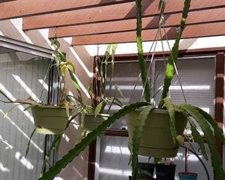 Epiphyllum, night-bloom Plants