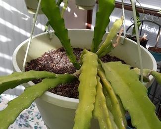 Queen of the night Plant