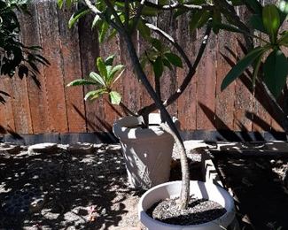 Plumeria  collection 