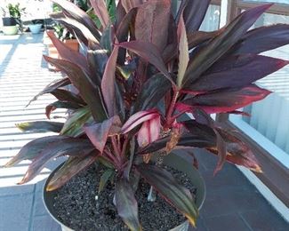 plant Cordyline ?